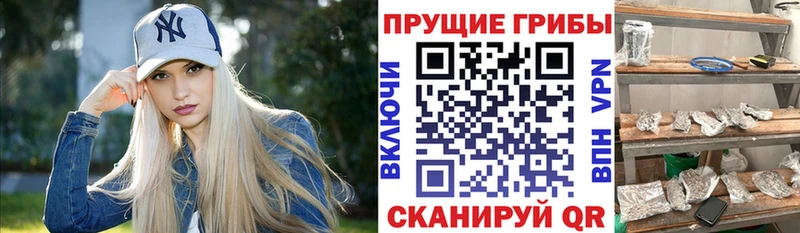 Купить где  Углич  Галлюциногенные грибы Cubensis 